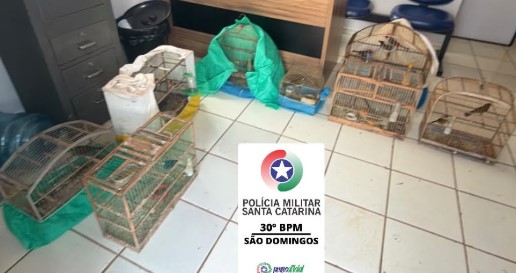 19 aves silvestres são encontradas em gaiolas durante operação em São Domingos