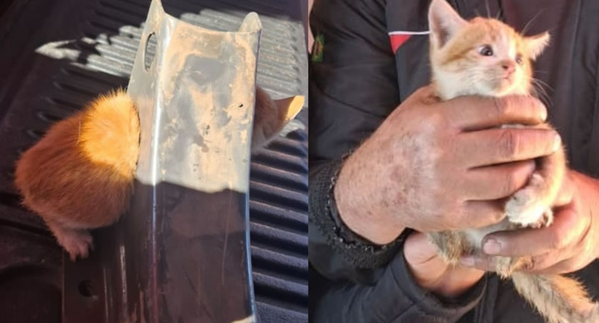 Bombeiros salvam filhote de gato preso em peça metálica em Chapecó