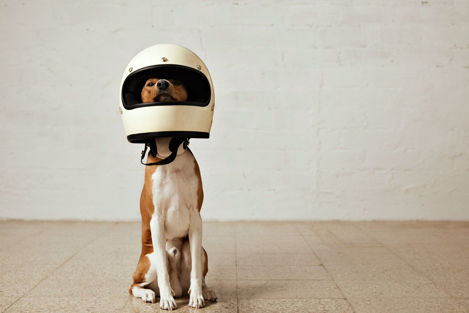 Entenda por que os cachorros correm atrás de motos e carros
