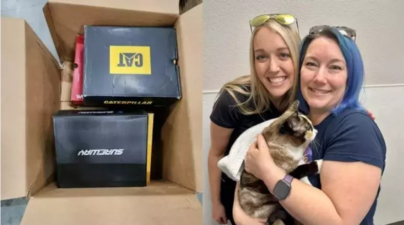 Gata é enviada por correio e fica seis dias sem água e comida nos EUA