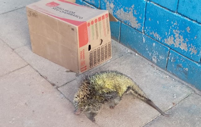 Ouriço invade penitenciária, e após tomar água é devolvido a natureza
