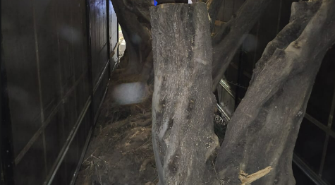 BPFRON apreende carreta com oliveiras argentinas avaliadas em mais de R$ 1 milhão