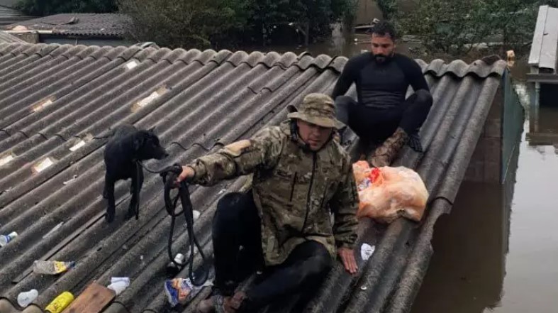 Mais de 11 mil animais afetados pelas enchentes no RS foram resgatados