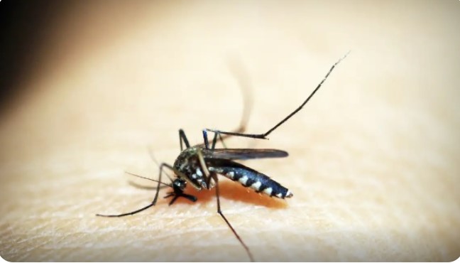 Sesa confirma 33 óbitos por dengue no Paraná em 2025