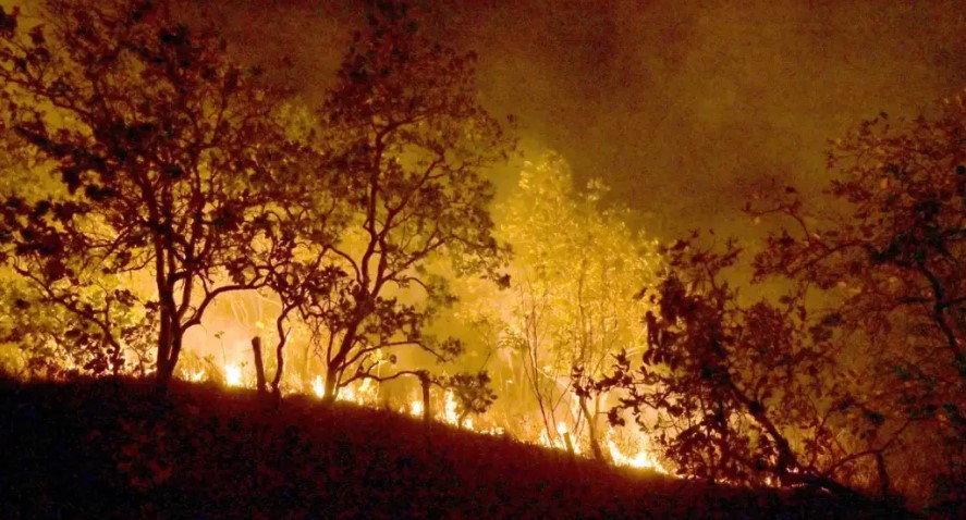 Brasil registra aumento de 78% em focos de incêndio em 2024
