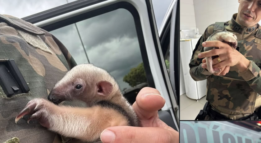 Filhote de Tamanduá-Mirim é resgatado pela Polícia Militar Ambiental após se perder da mãe