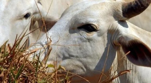 China reconhece Brasil como livre de febre aftosa