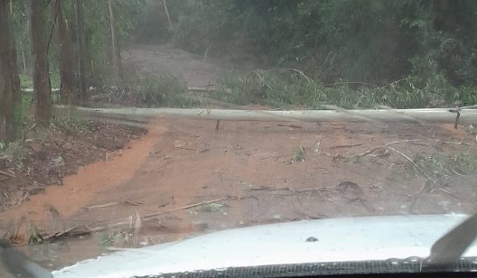 Temporal causa quedas de árvores e alagamentos