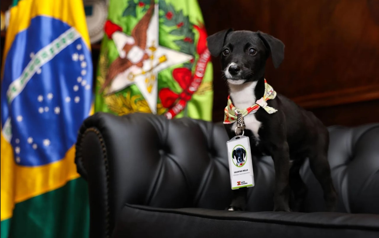 Santa Catarina vai castrar mais de 80 mil cães e gatos em 273 cidades