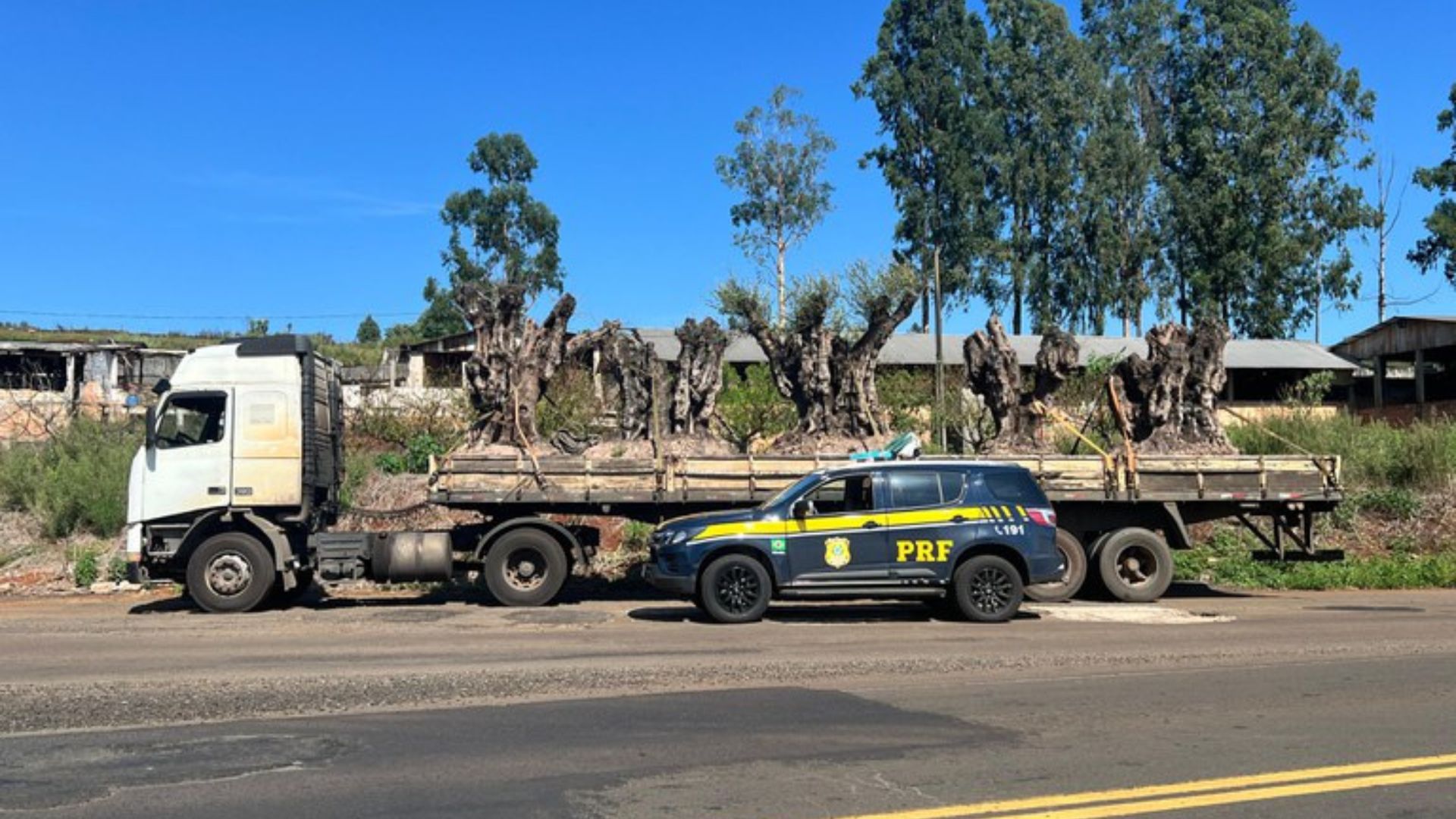 PRF apreende oliveiras argentinas importadas irregularmente no Paraná