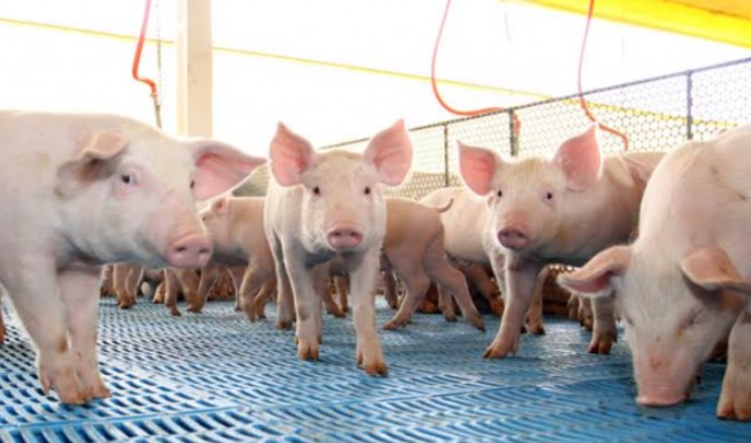 Preço do suíno acumula 13 quedas em 2026 e aumenta pressão sobre produtores de SC