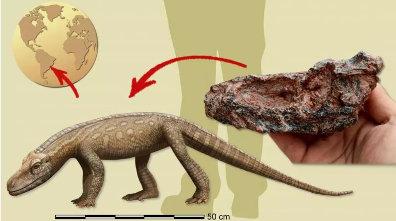 Réptil que viveu antes dos dinossauros é descoberto no Brasil