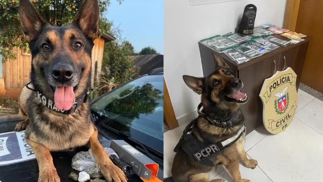 Cão policial que ajudou a apreender 12 toneladas de drogas se aposenta após diagnóstico de câncer