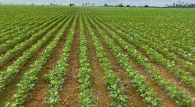 La Niña deve chegar em novembro e antecipar o plantio de soja