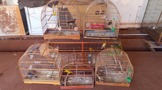Polícia Civil resgata 70 animais em situação de maus-tratos