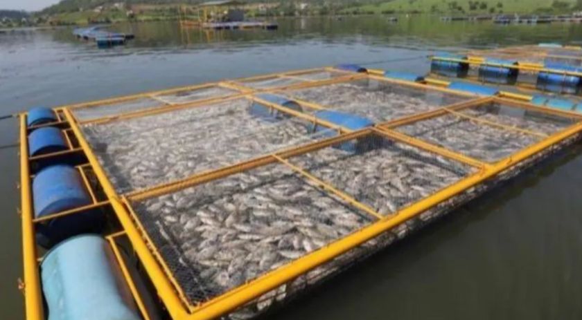 Operadora de usinas no Rio Iguaçu recebe multa de R$ 4 milhões após morte de peixes