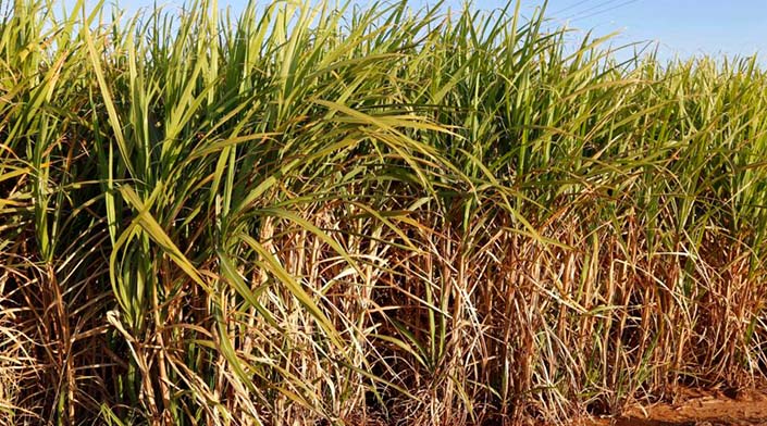 Conab aponta aumento de 4,4% na produção de cana-de-açúcar na safra 2022/23