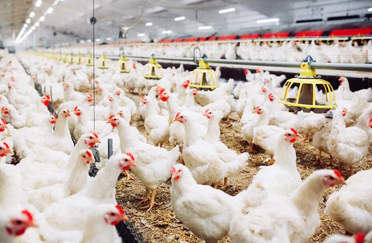 Após China e UE, Argentina suspende importações de frango do Brasil