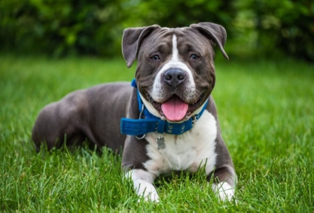 Governo de SC impõe restrições à criação e circulação de pit bulls e outras 10 raças de cães