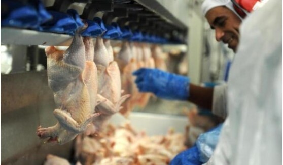 Santa Catarina registra crescimento nas exportações de frango em julho