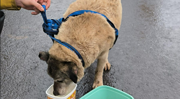 Bombeiros resgatam cachorro ferido que ficou preso embaixo de residência