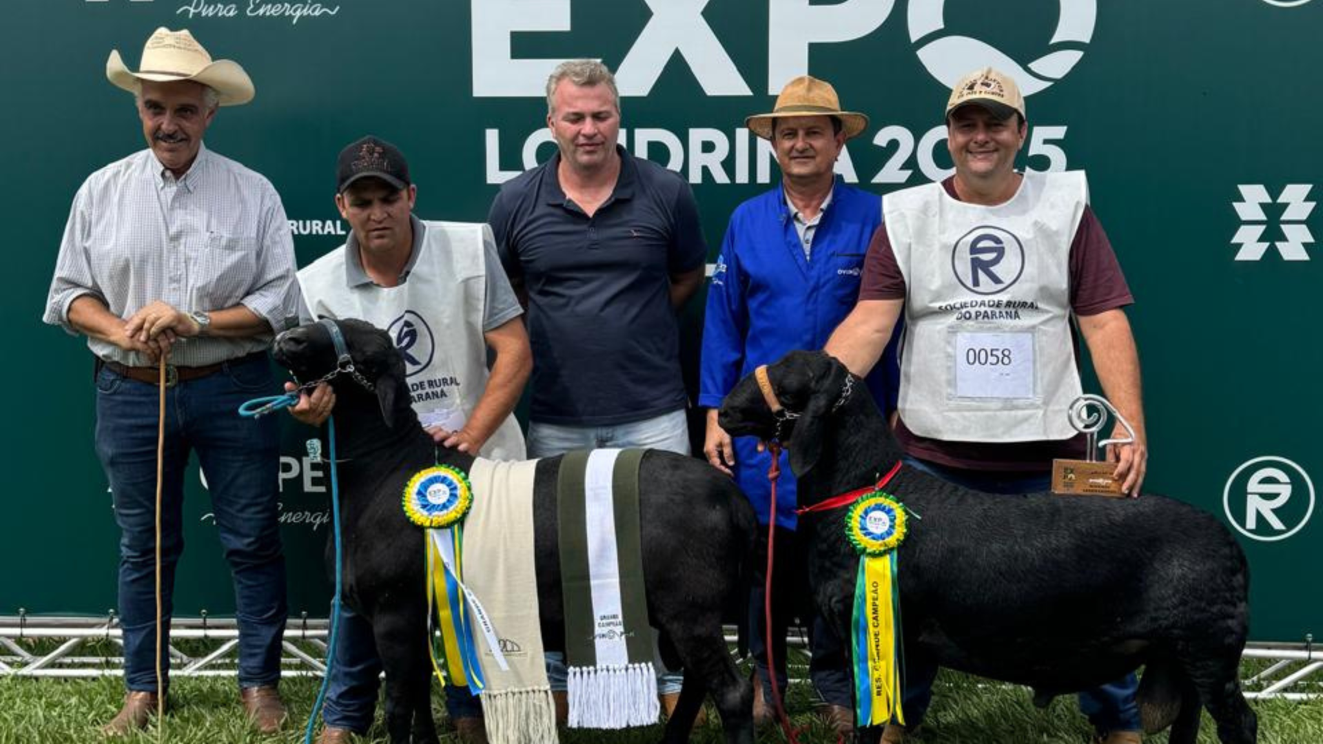 Cabanha Sartor é campeã na raça Santa Ines de ovinos na Expo Londrina