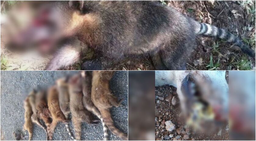 Delegado explica como foram as investigações da operação contra caça ilegal e maus-tratos a animais