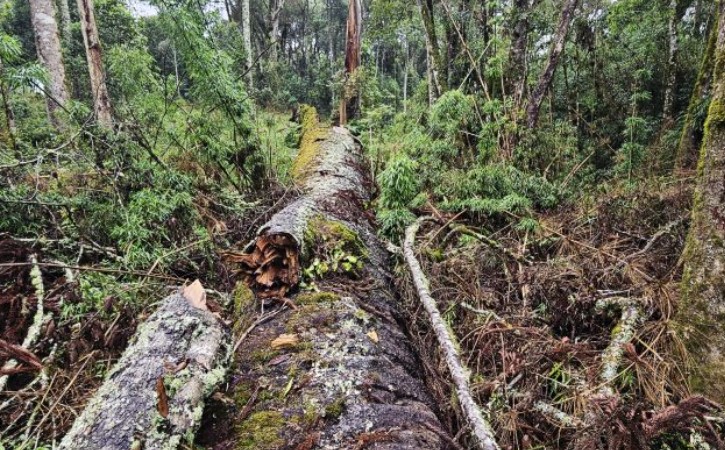Pesquisadores querem clonar árvore centenária após queda de araucária gigante no Meio-Oeste