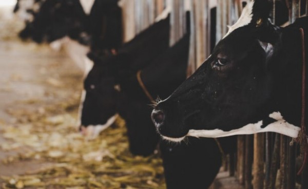 São José do Cedro e Guarujá do Sul tem 13 vezes mais gado e galinha do que pessoas