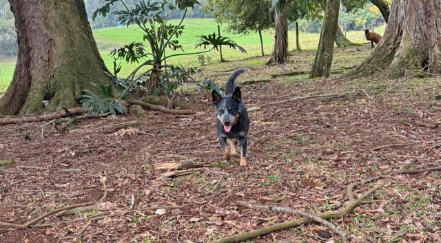 Cachorra desaparecida em Bom Jesus do Sul: família procura por Megui e oferece recompensa