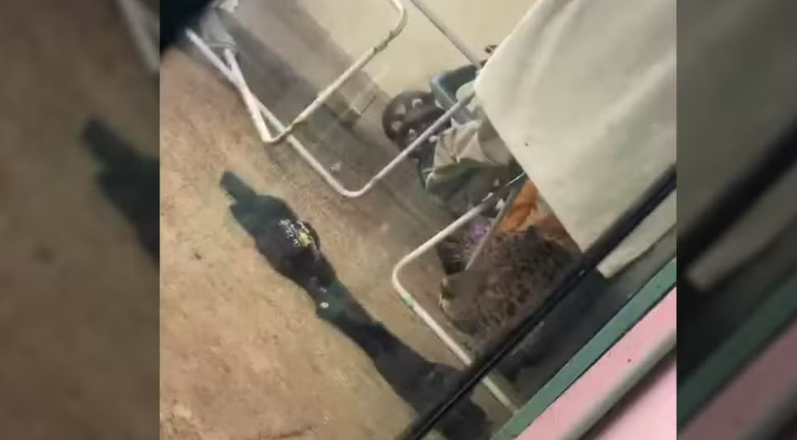 Onça-pintada é encontrada escondida em quintal de casa em Foz do Iguaçu
