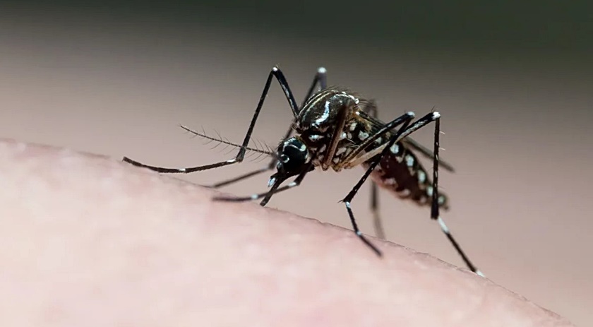 Brasil registra mais de 1 milhão de casos de dengue em 2024; mortes chegam a 207