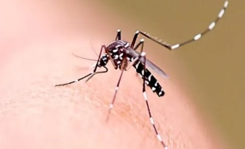 Município de SC registra primeiro caso de chikungunya em jovem de 19 anos