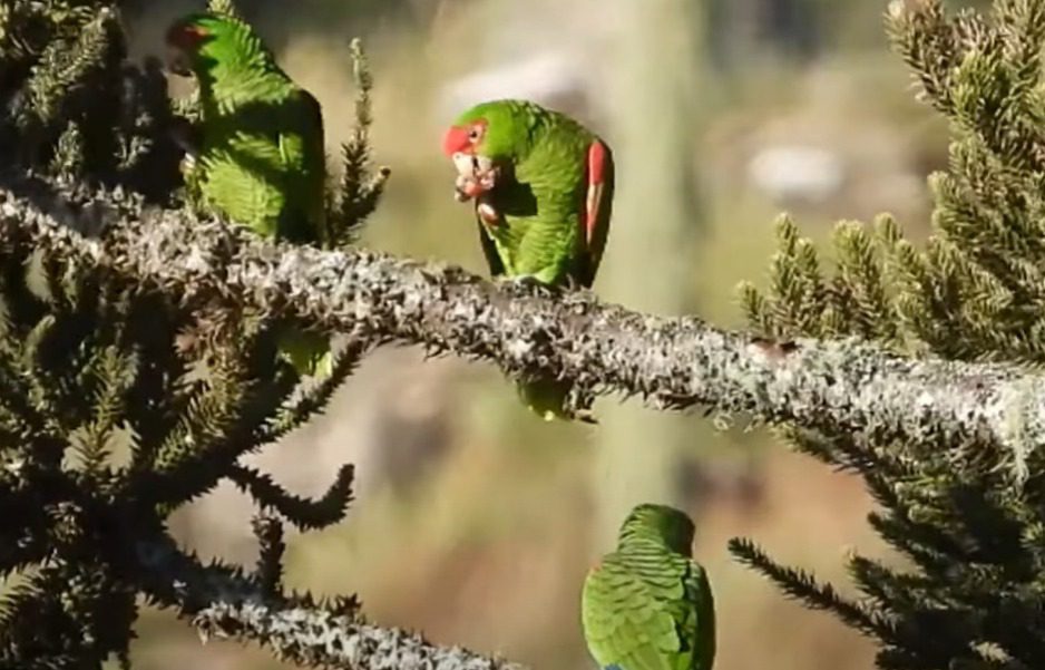 Em busca do pinhão, mais de 20 mil papagaios-charão encantam turistas na Serra catarinense
