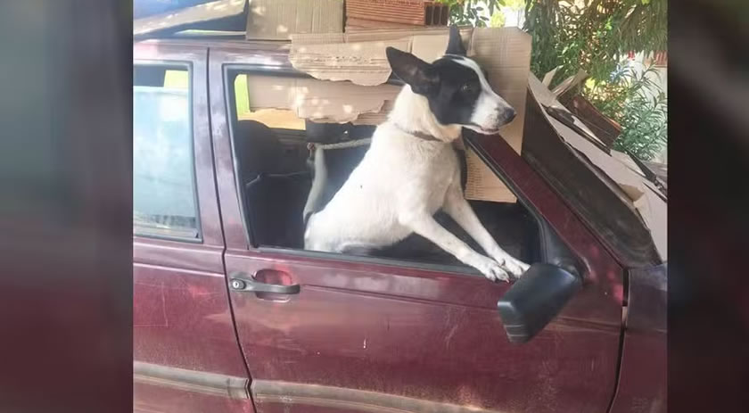 Cachorro é resgatado após ficar três meses confinado em carro estacionado no PR