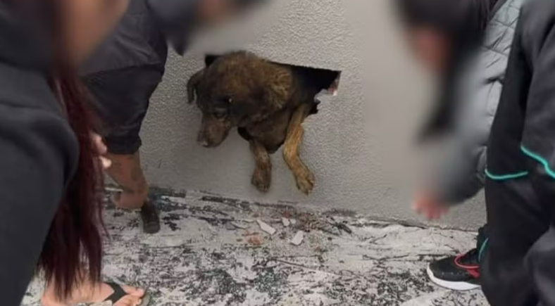 Cadela desaparecida há dez dias é encontrada dentro de parede concretada em obra