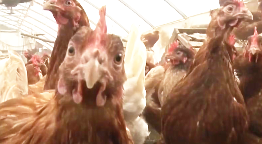 Caso de gripe aviária em aves domésticas é confirmado em Mato Grosso