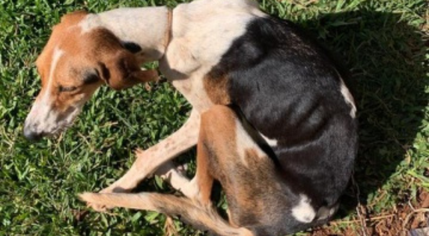 Polícia indicia mulher por maus-tratos em animais em Tigrinhos