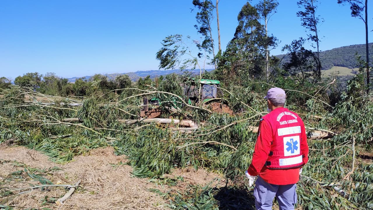 Idoso morre atingido por árvore no interior