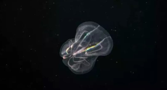 Animal que rejuvenesce em vez de envelhecer com o passar do tempo é descoberto no mar