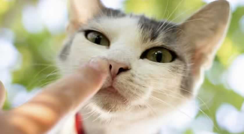 Gatos ajudam a aliviar estresse de pessoas altamente emocionais, mostra estudo