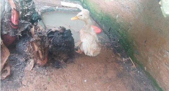 Ibama fecha zoológico clandestino no Oeste e resgata mais de 650 animais