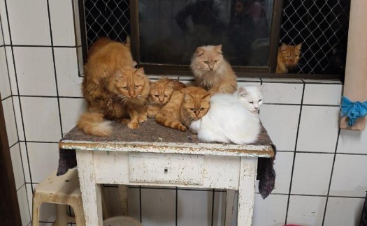 MP aciona Justiça após tutora dificultar acesso a apartamento com cerca de 400 gatos