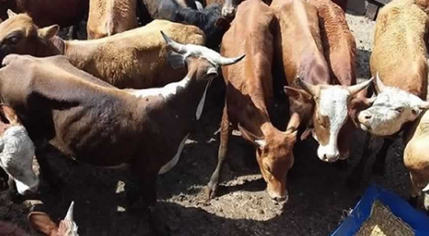 PM apreende carreta com bovinos contrabandeados
