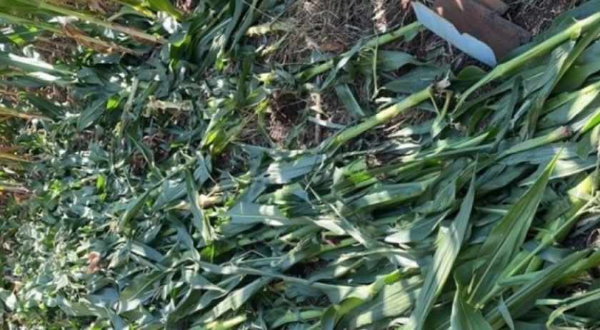 Morre jovem encontrada por moradores em milharal no Oeste de SC