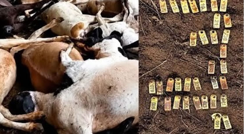 Onça mata 35 ovelhas em propriedade rural no Oeste do Paraná