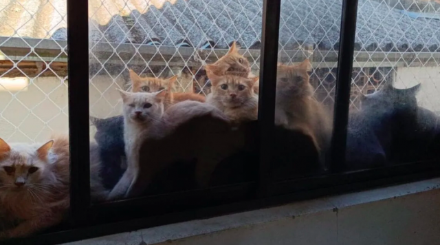 Resgate de mais de 400 gatos em Concórdia pode custar até R$ 500 mil ao município