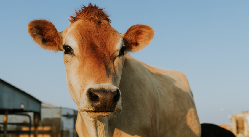 Comissão de Agricultura debate prevenção à febre aftosa