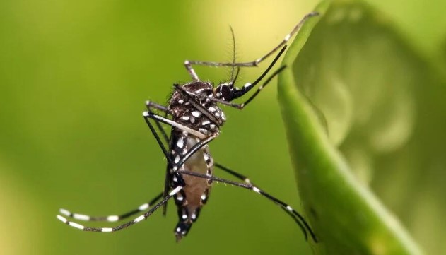 Francisco Beltrão tem 720 casos de dengue e um óbito em 2025