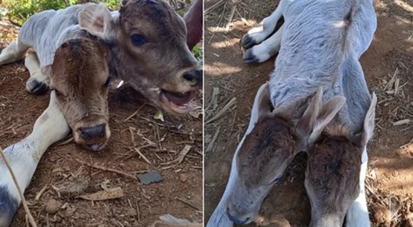 Bezerra nasce com duas cabeças e morre dois dias depois